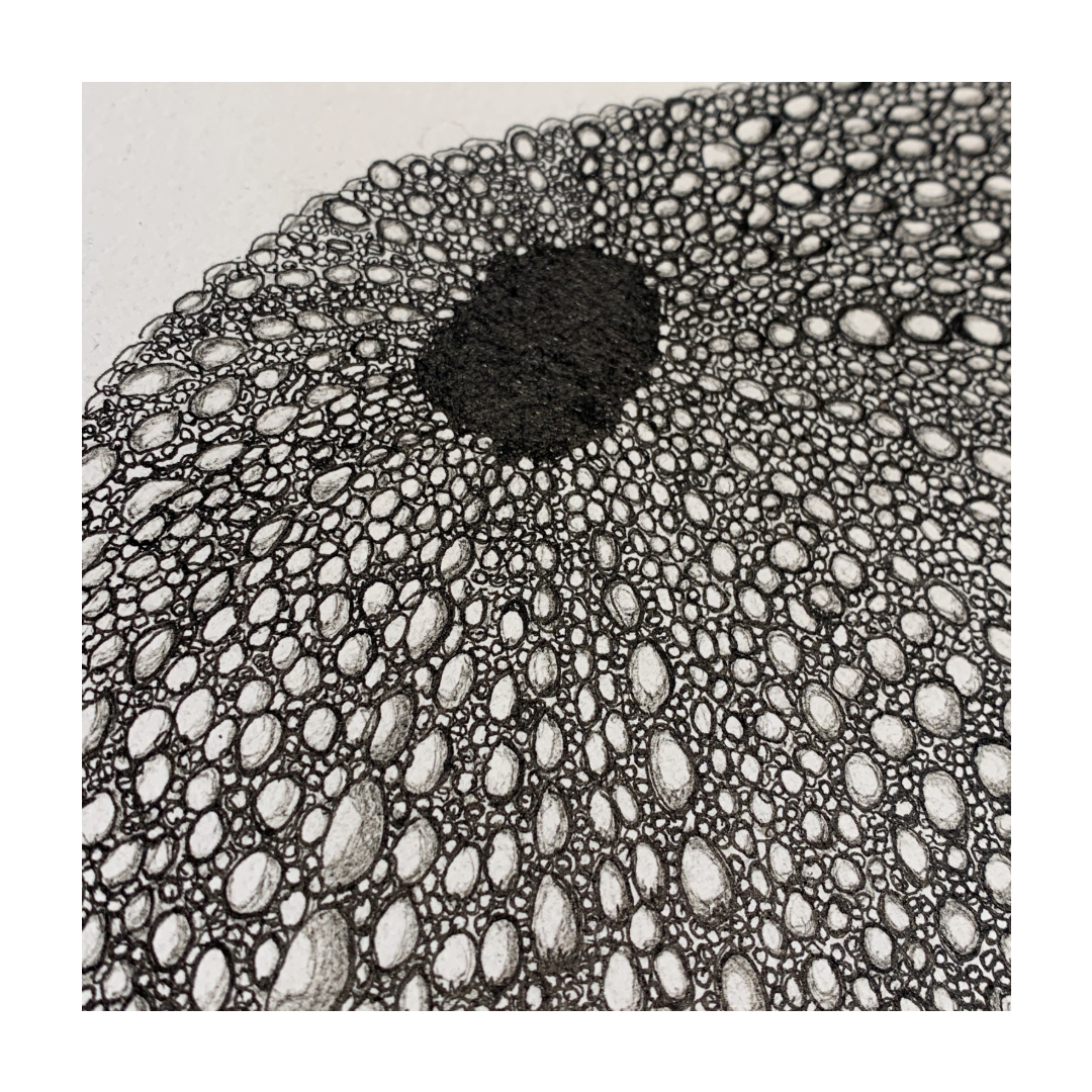 PETER B MORRISON | ‘Sea Urchin’ | Pen + Ink drawing