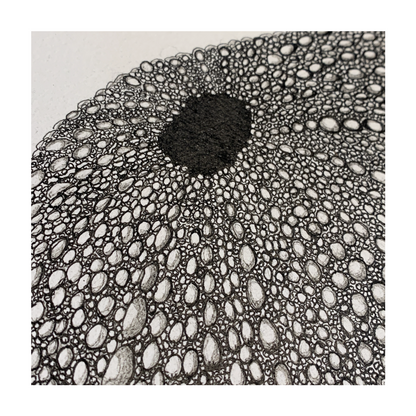 PETER B MORRISON | ‘Sea Urchin’ | Pen + Ink drawing