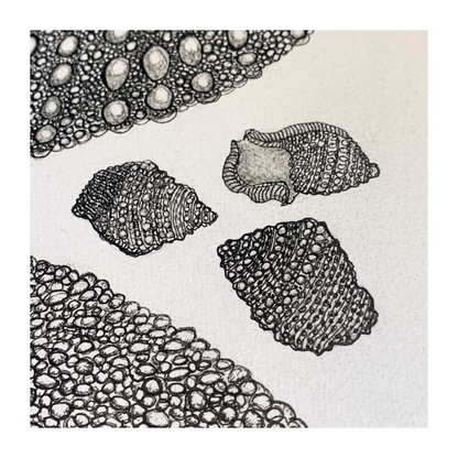 PETER B MORRISON | ‘Sea Urchin’ | Pen + Ink drawing