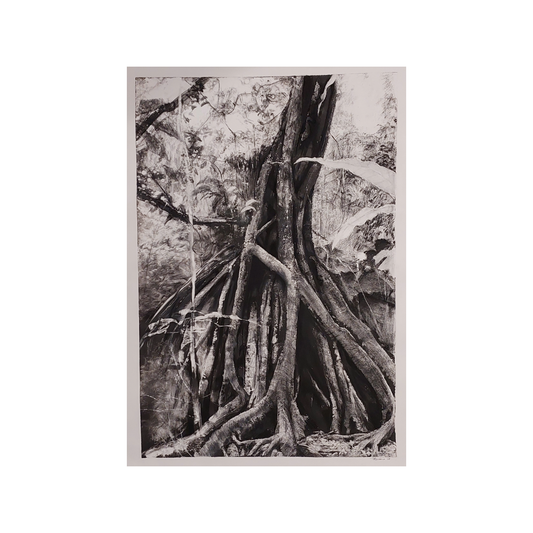 ROBYN BIVIANO | ‘Uprooted: Ivan Evans walk’ | Dark field monotype / charcoal / pastel