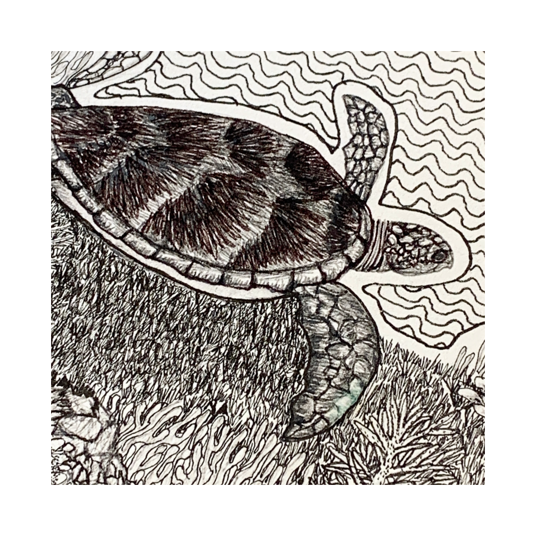 PETER B MORRISON | ‘Turtle Feeding’ | Pen + Ink drawing