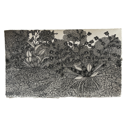 PETER B MORRISON | ‘Black Orchid (Huperzia SPP)’ | Pen + Ink drawing