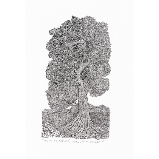 PETER B MORRISON | 'Tree of Life  (Red Gum)' | Framed drawing | Pen and ink on archival paper
