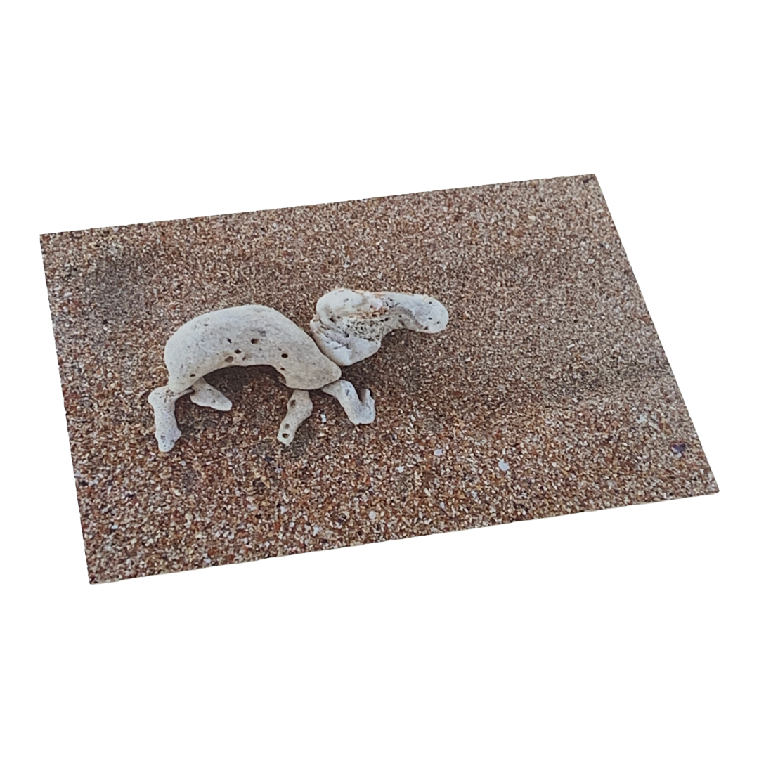 MONSOON PUBLISHING | ‘From the Beach’ Artist Postcard Pack | Ann Thomson | 2024 | Postcards in box