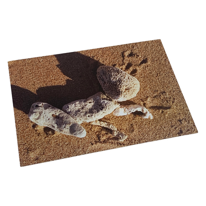 MONSOON PUBLISHING | ‘From the Beach’ Artist Postcard Pack | Ann Thomson | 2024 | Postcards in box