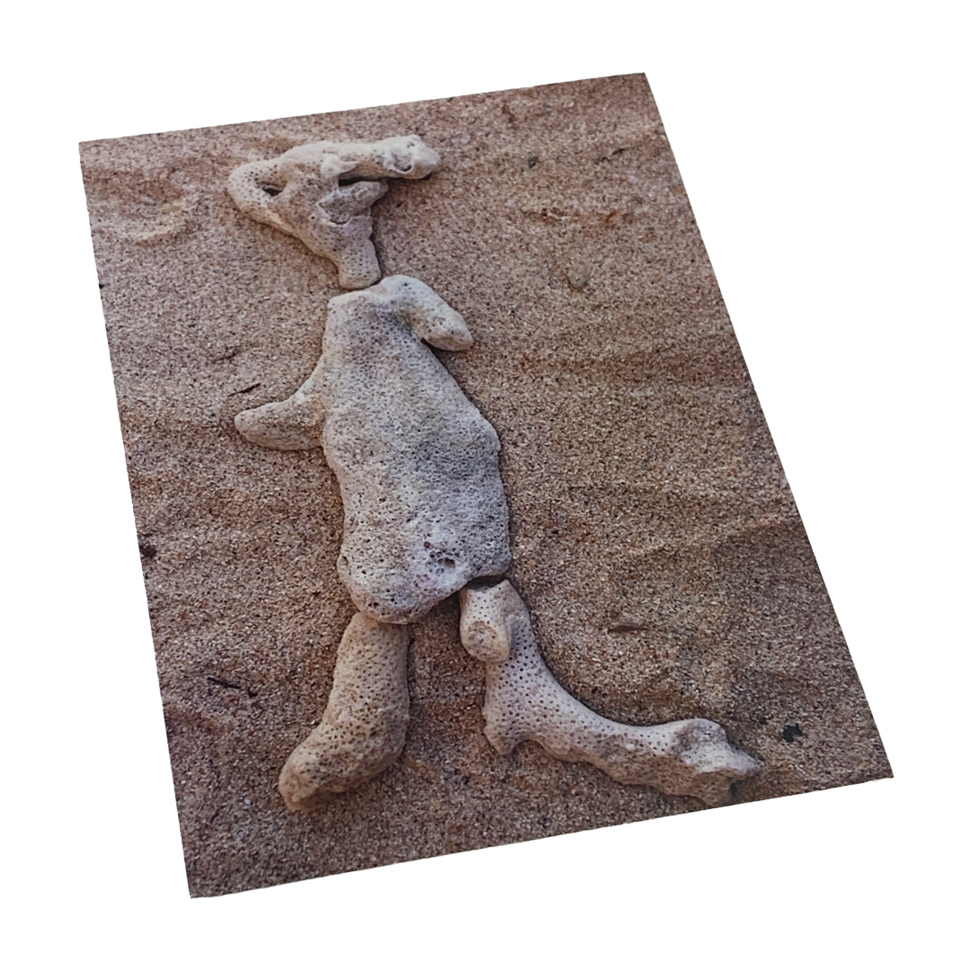 MONSOON PUBLISHING | ‘From the Beach’ Artist Postcard Pack | Ann Thomson | 2024 | Postcards in box