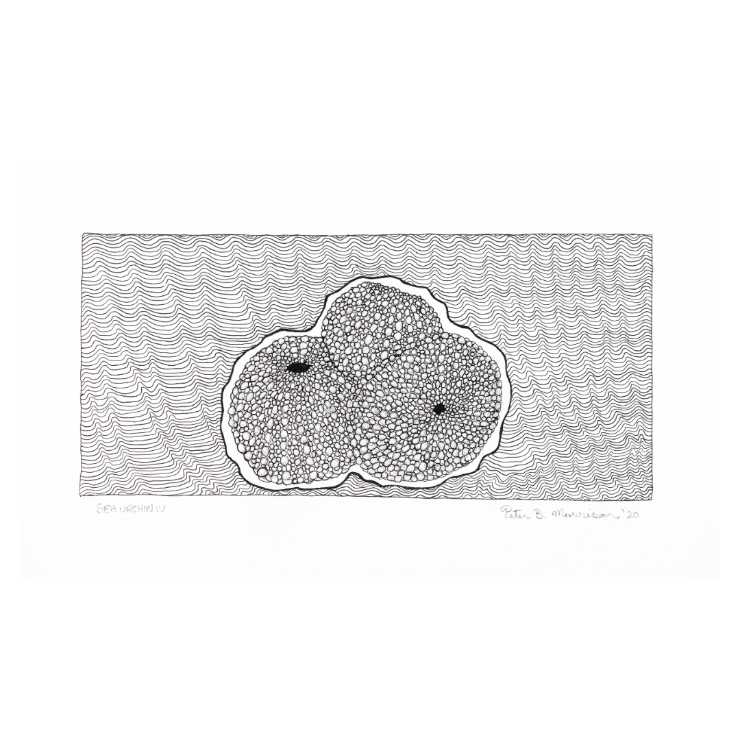 PETER B MORRISON | 'Sea Urchin IV' Drawing | Pen and ink on archival paper