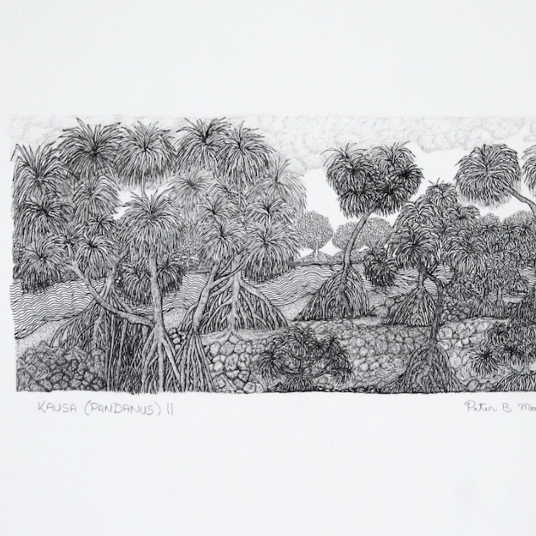 PETER B MORRISON | 'Kausa (Pandanus) II' Drawing | Pen and ink on archival paper