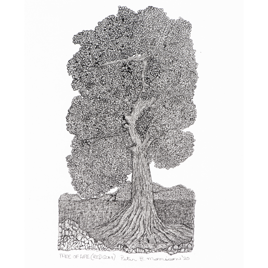 PETER B MORRISON | 'Tree of Life  (Red Gum)' | Framed drawing | Pen and ink on archival paper