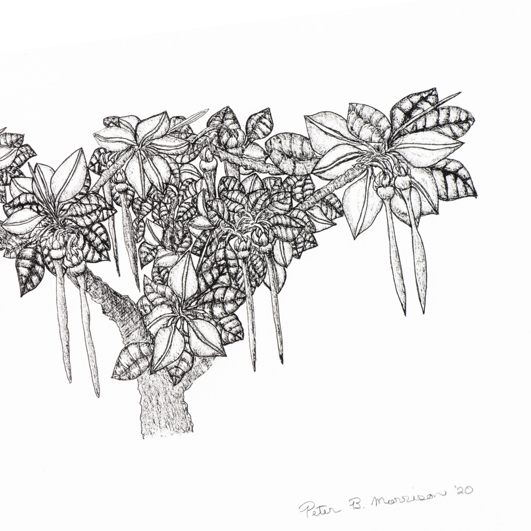 PETER B MORRISON | 'Thag' (Mangrove, New Life) Drawing | Pen and ink on archival paper
