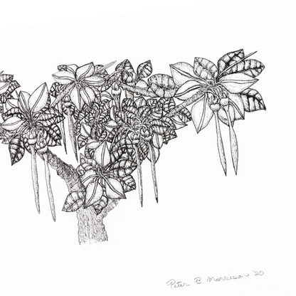 PETER B MORRISON | 'Thag' (Mangrove, New Life) Drawing | Pen and ink on archival paper