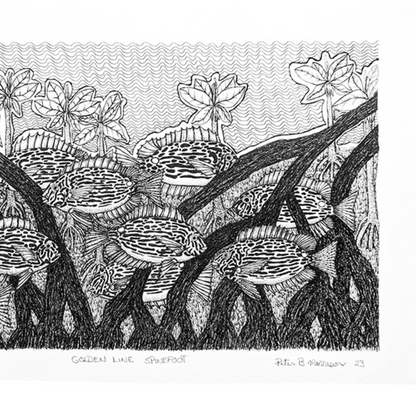 PETER BERTIE MORRISON | 'Golden Line Spine Foot' | Pen + ink drawing