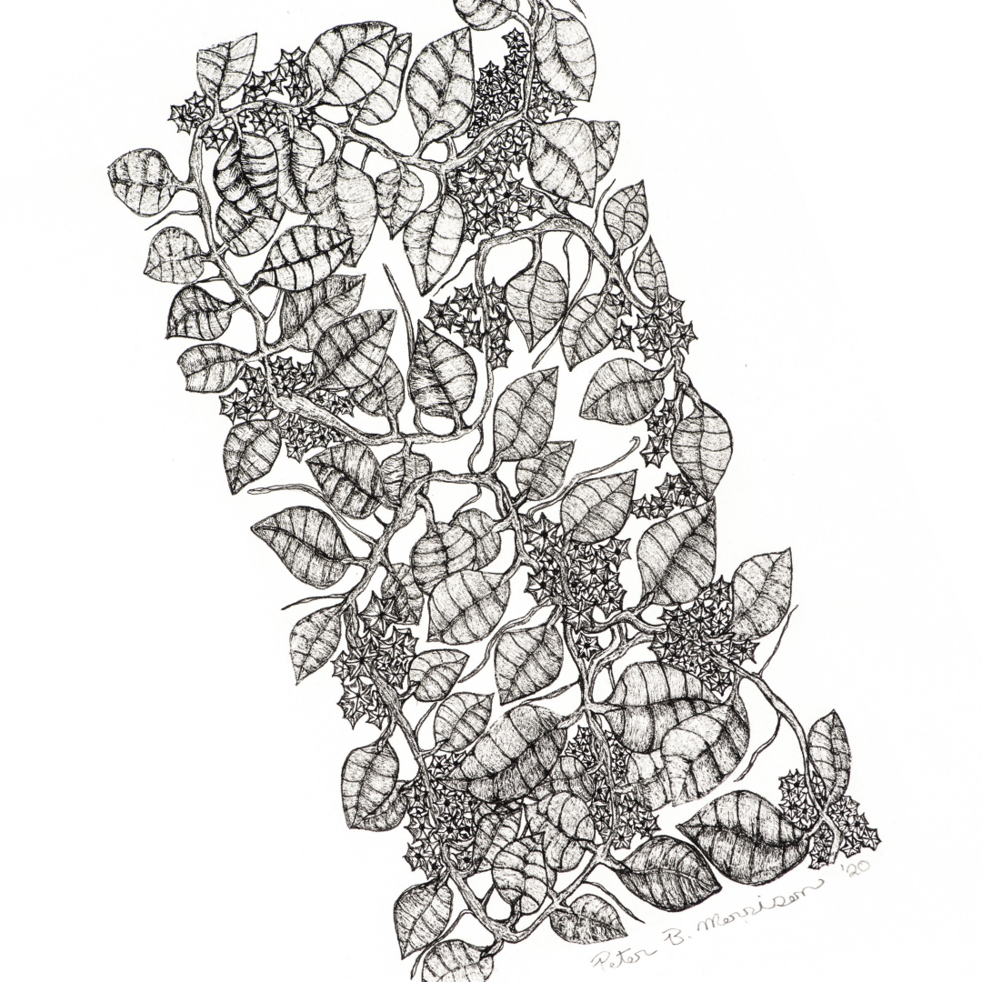 PETER B MORRSION | 'Red Hoya' Drawing | Pen and ink on archival paper