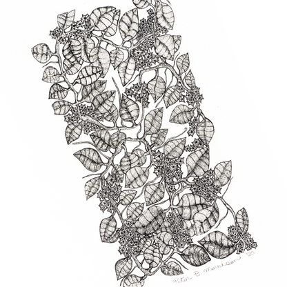 PETER B MORRSION | 'Red Hoya' Drawing | Pen and ink on archival paper