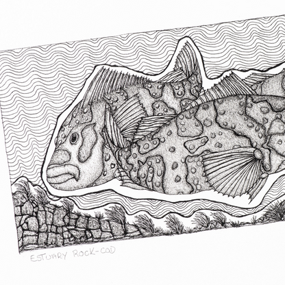 PETER B MORRISON | 'Estuary Rock-Cod' Drawing | Pen and ink on archival paper