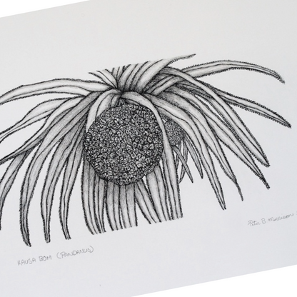 PETER B MORRISON | 'Kausa Bom (Pandanus)' Drawing | Pen and ink on archival paper