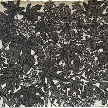 PETER B MORRISON | ‘Fig Tree (Moraceae)’ | Pen + Ink drawing