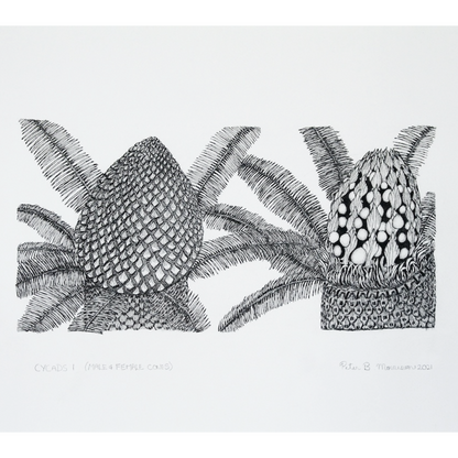 PETER B MORRISON | 'Cycads I (Male and Female Cones)' Drawing | Pen and ink on archival paper