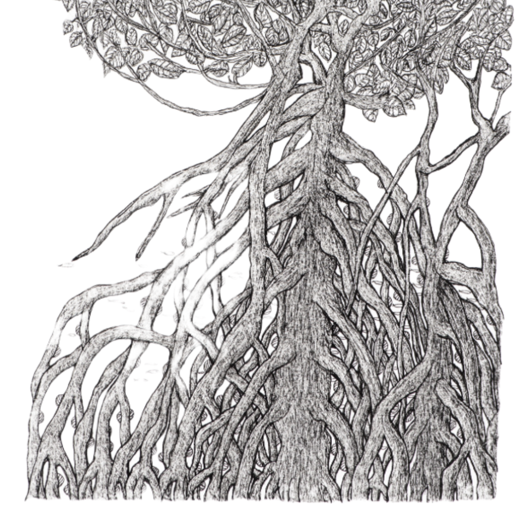 Peter B Morrison | THAG (MANGROVE, HIGH TIDE) | Pen and ink on archival paper
