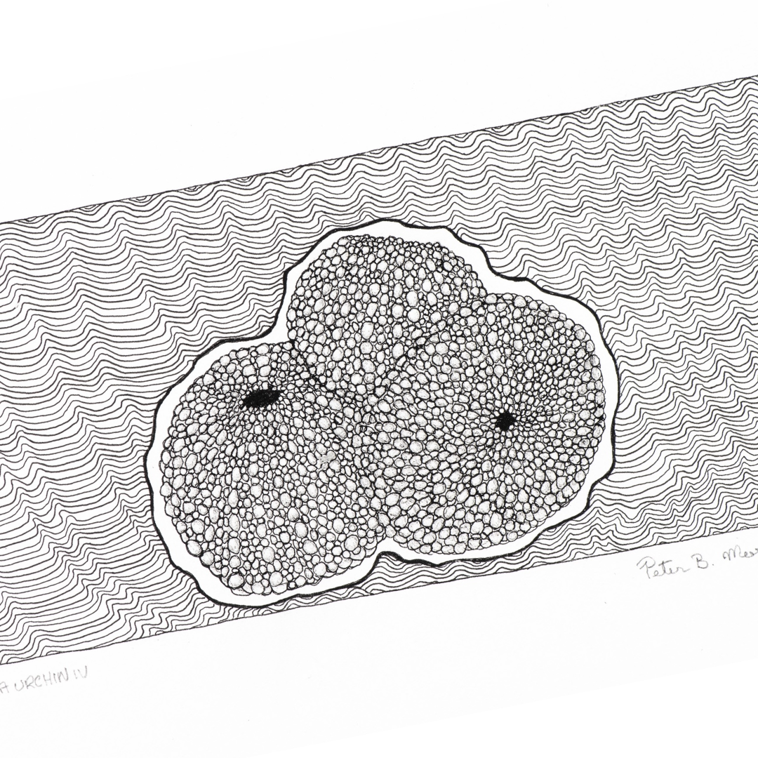 PETER B MORRISON | 'Sea Urchin IV' Drawing | Pen and ink on archival paper
