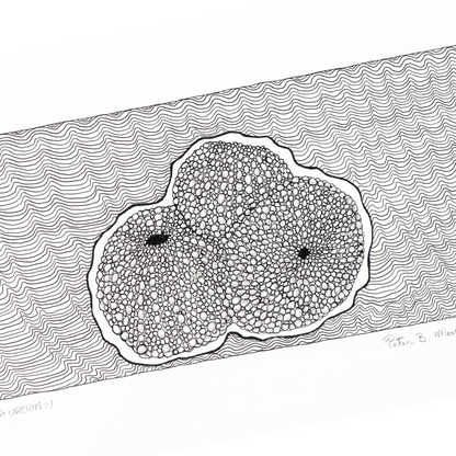 PETER B MORRISON | 'Sea Urchin IV' Drawing | Pen and ink on archival paper