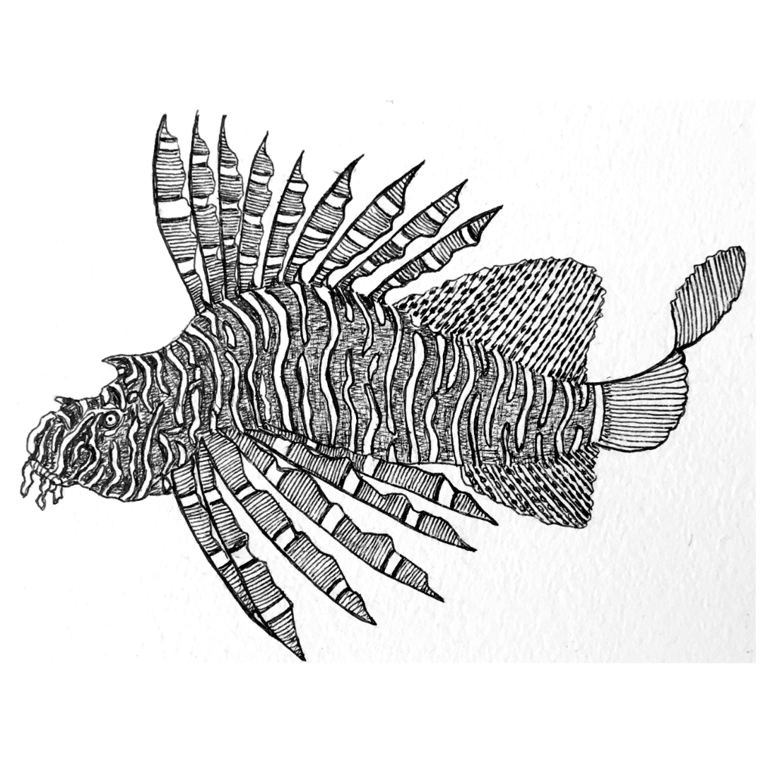 PETER B MORRISON | 'Awgad wapil  (Lion Fish)' Drawing | Pen and ink on archival paper