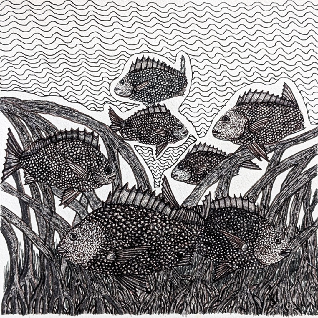 PETER B MORRISON | 'Bream II' | Pen + ink drawing