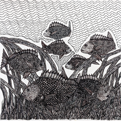 PETER B MORRISON | 'Bream II' | Pen + ink drawing