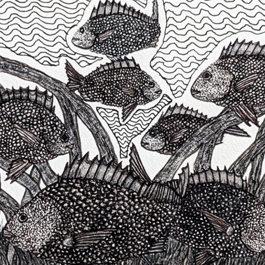 PETER B MORRISON | 'Bream II' | Pen + ink drawing