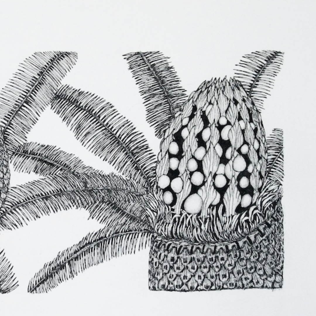 PETER B MORRISON | 'Cycads I (Male and Female Cones)' Drawing | Pen and ink on archival paper