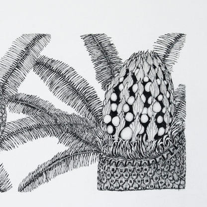 PETER B MORRISON | 'Cycads I (Male and Female Cones)' Drawing | Pen and ink on archival paper