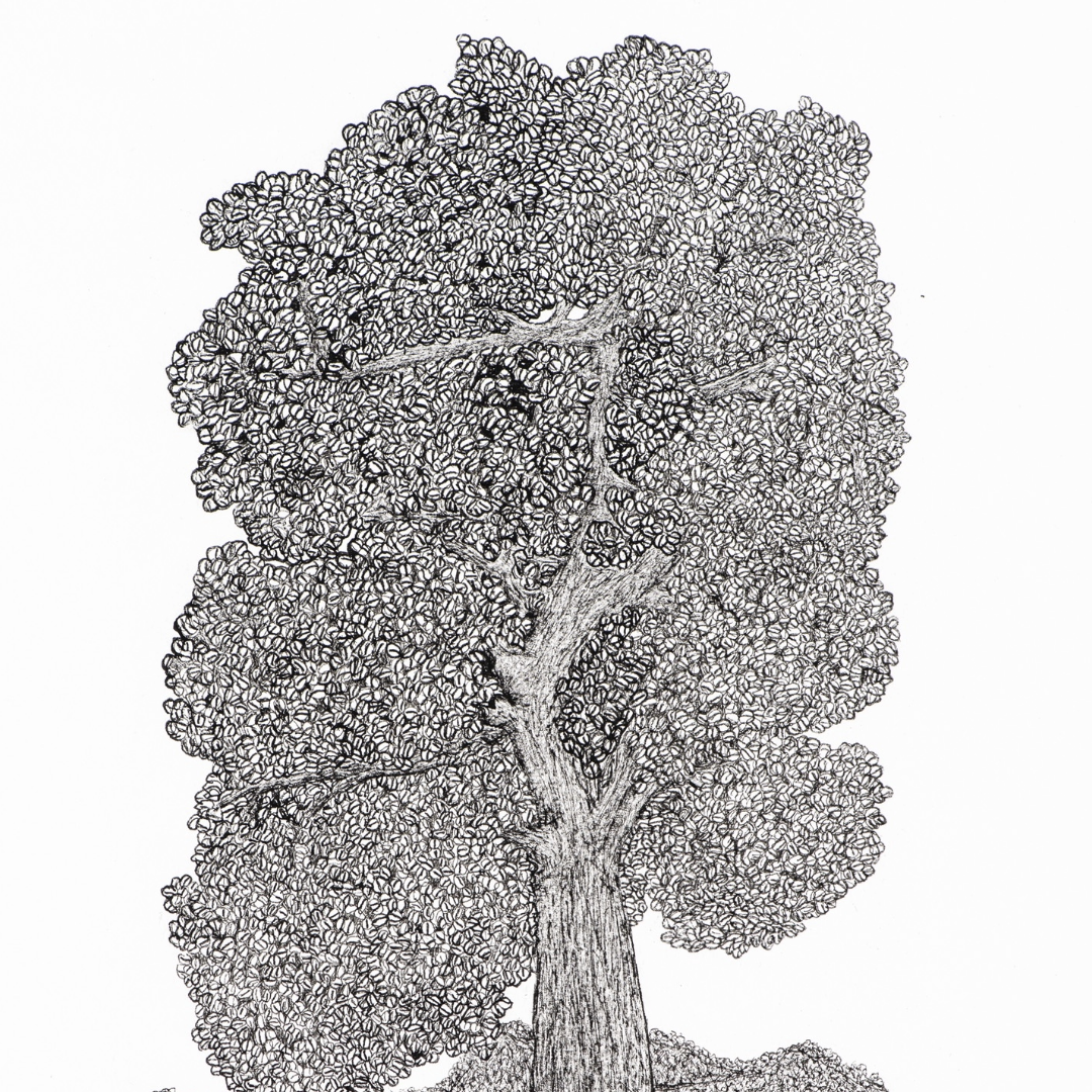 PETER B MORRISON | 'Tree of Life  (Red Gum)' | Framed drawing | Pen and ink on archival paper