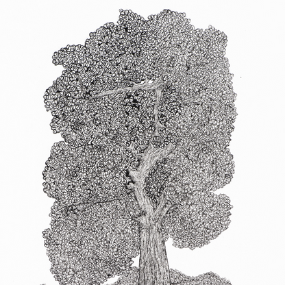 PETER B MORRISON | 'Tree of Life  (Red Gum)' | Framed drawing | Pen and ink on archival paper
