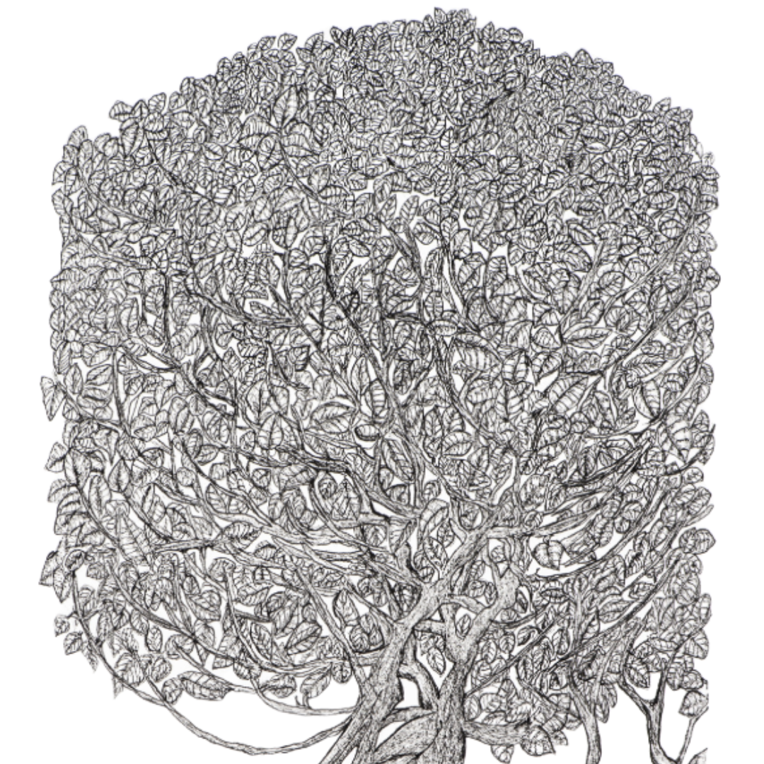 Peter B Morrison | THAG (MANGROVE, HIGH TIDE) | Pen and ink on archival paper