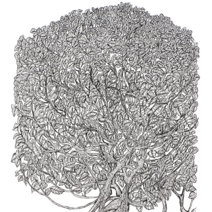 Peter B Morrison | THAG (MANGROVE, HIGH TIDE) | Pen and ink on archival paper