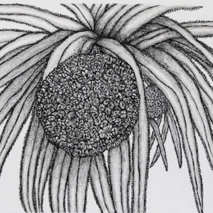PETER B MORRISON | 'Kausa Bom (Pandanus)' Drawing | Pen and ink on archival paper
