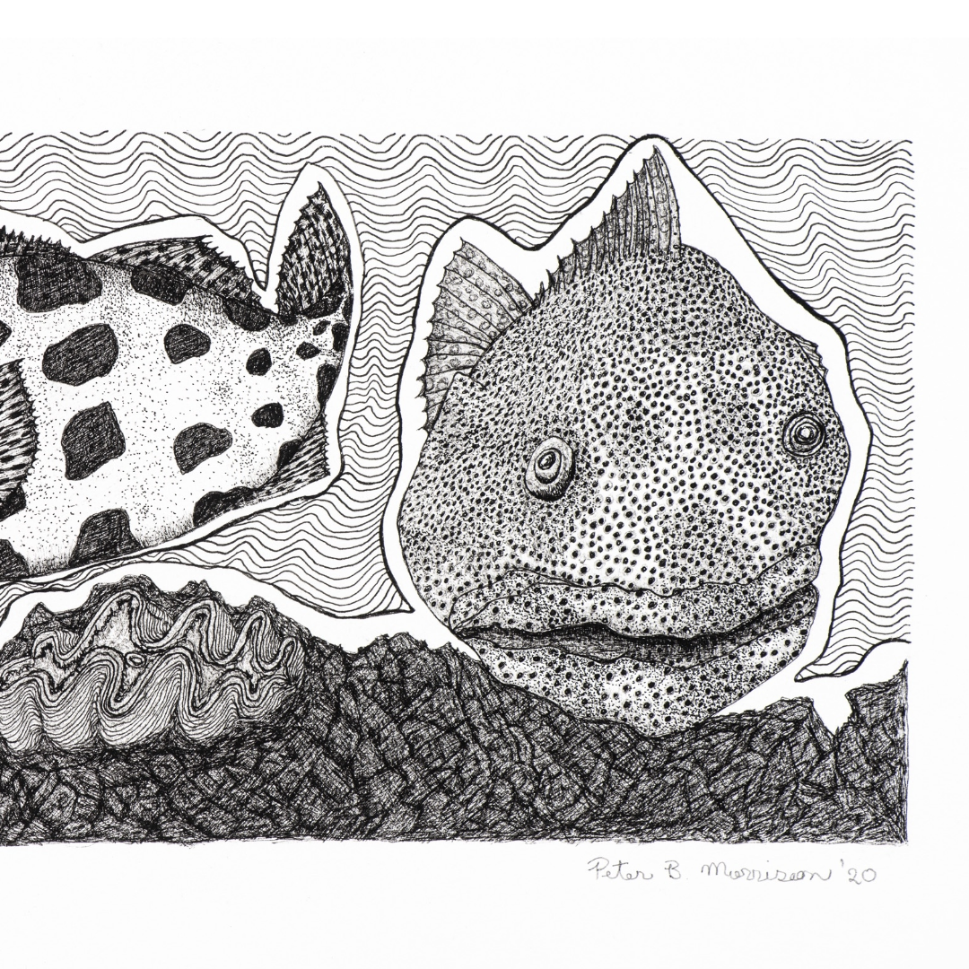 Peter B Morrison 'KUROP II' (POTATO COD)