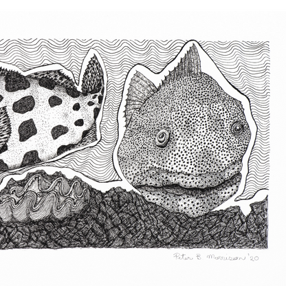 Peter B Morrison 'KUROP II' (POTATO COD)