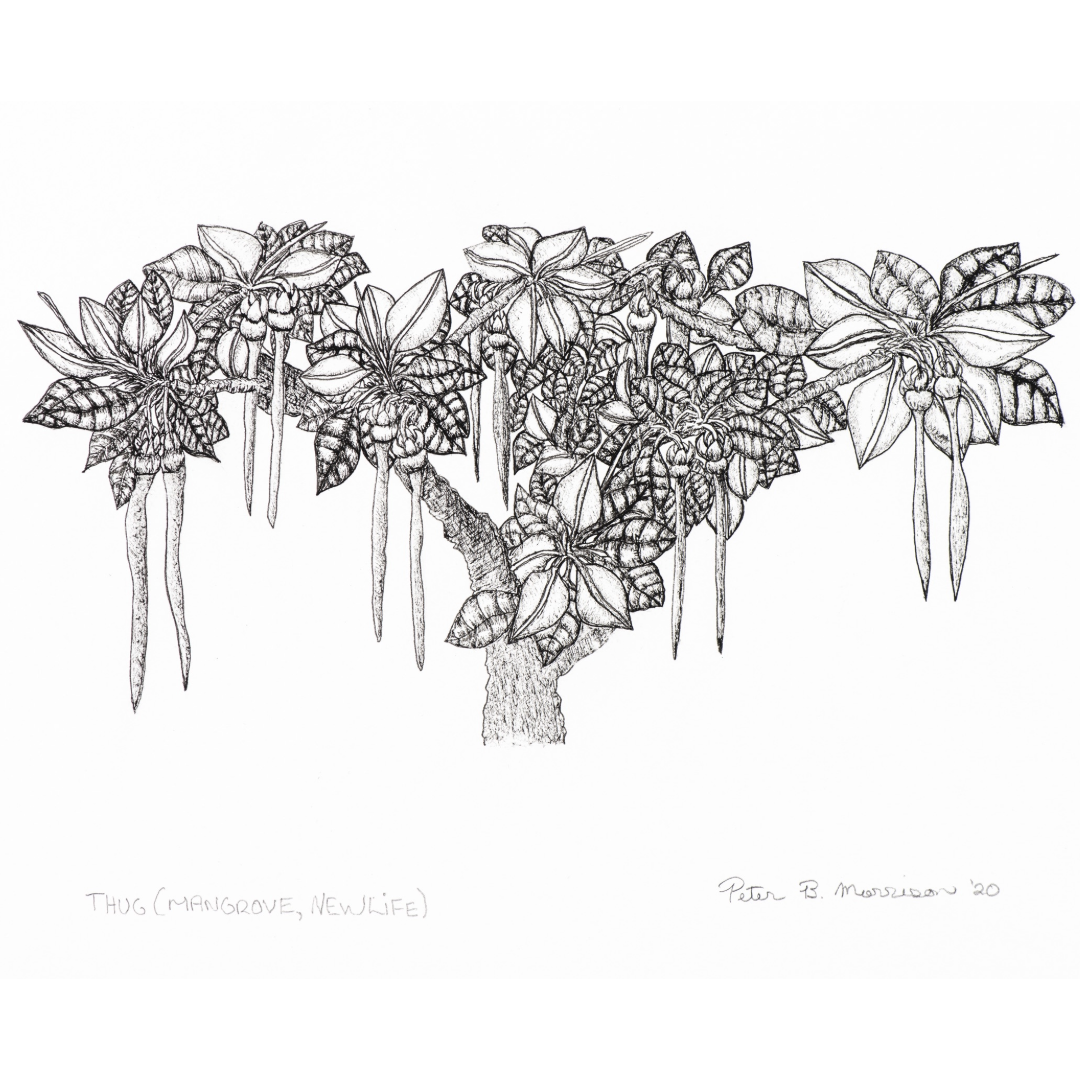 PETER B MORRISON | 'Thag' (Mangrove, New Life) Drawing | Pen and ink on archival paper