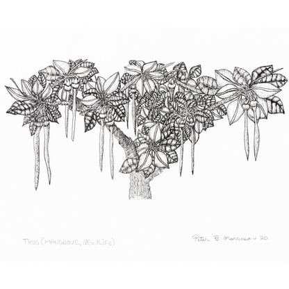 PETER B MORRISON | 'Thag' (Mangrove, New Life) Drawing | Pen and ink on archival paper