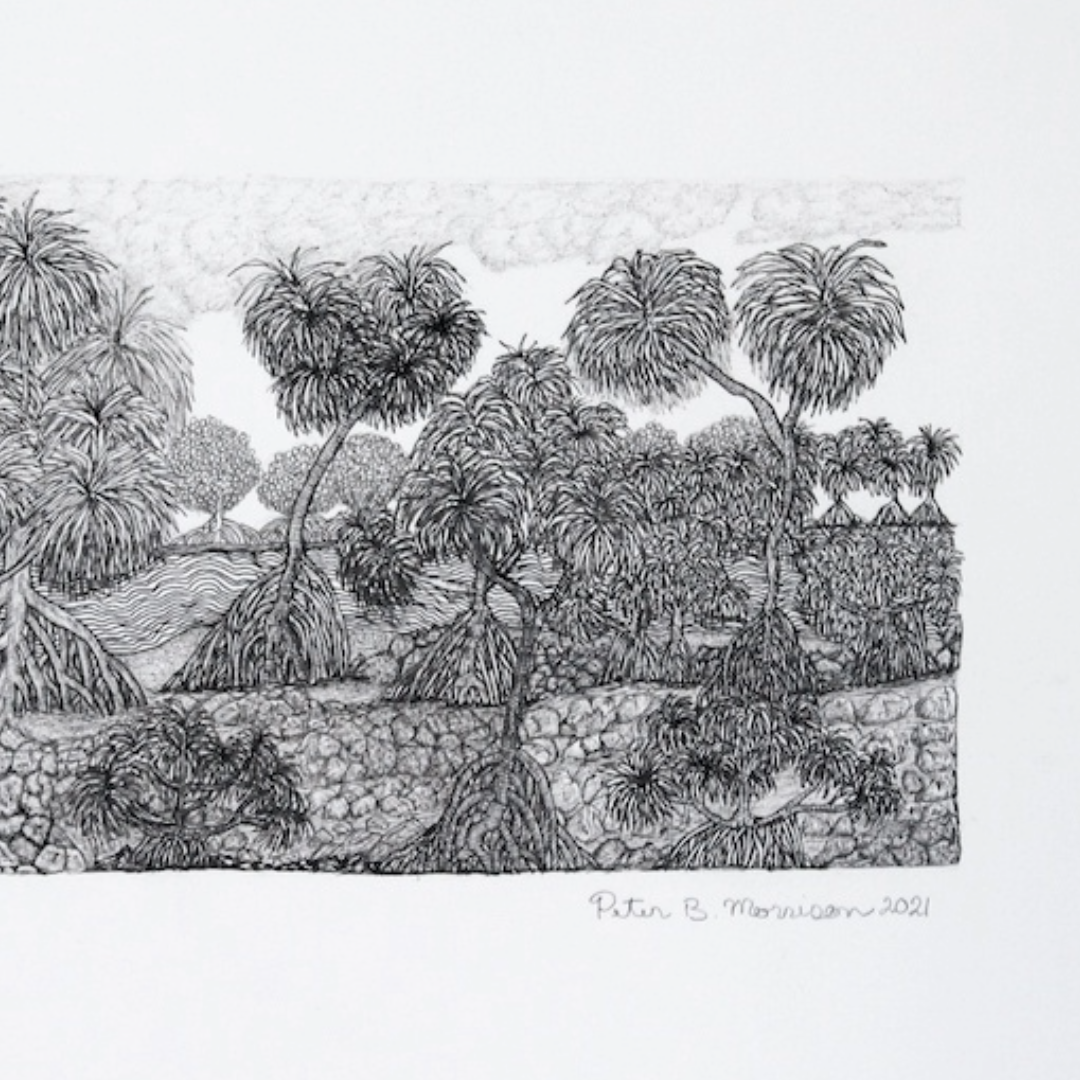 PETER B MORRISON | 'Kausa (Pandanus) II' Drawing | Pen and ink on archival paper