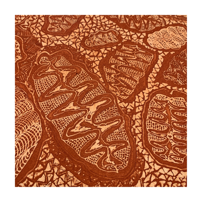 PETER B MORRISON | 'Clams (Tridacnidae)' | Etching | Rust