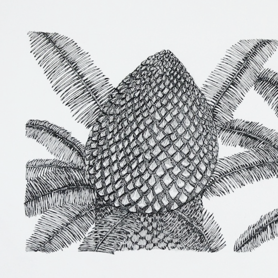 PETER B MORRISON | 'Cycads I (Male and Female Cones)' Drawing | Pen and ink on archival paper