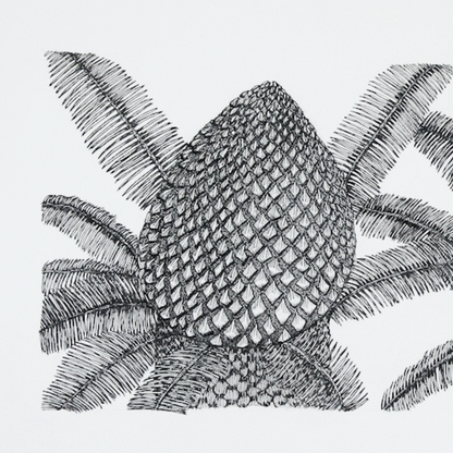 PETER B MORRISON | 'Cycads I (Male and Female Cones)' Drawing | Pen and ink on archival paper