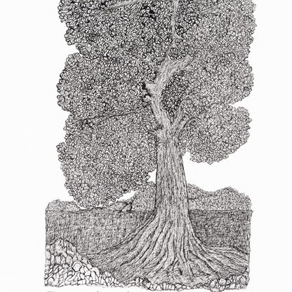 PETER B MORRISON | 'Tree of Life  (Red Gum)' | Framed drawing | Pen and ink on archival paper