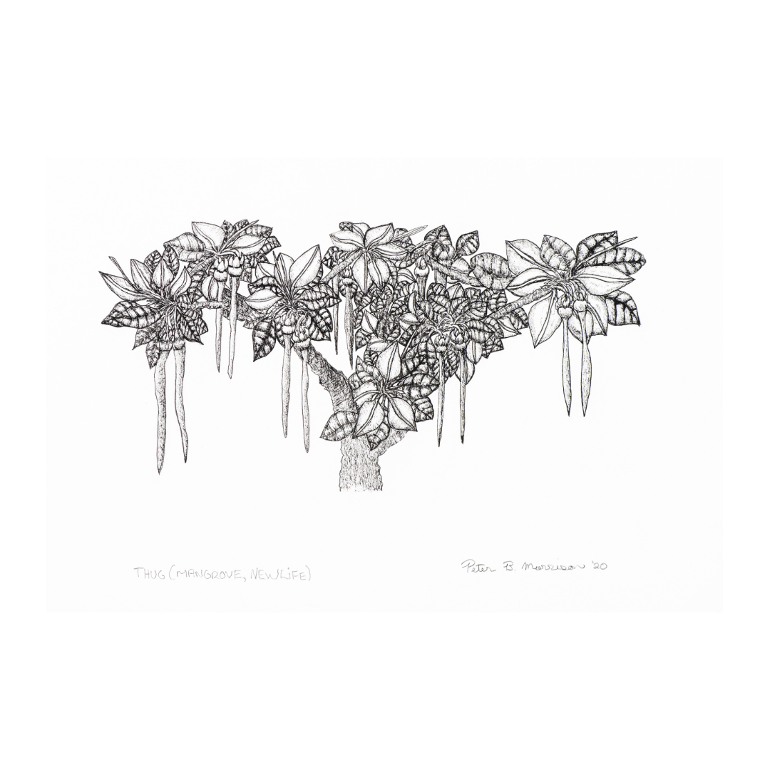 PETER B MORRISON | 'Thag' (Mangrove, New Life) Drawing | Pen and ink on archival paper