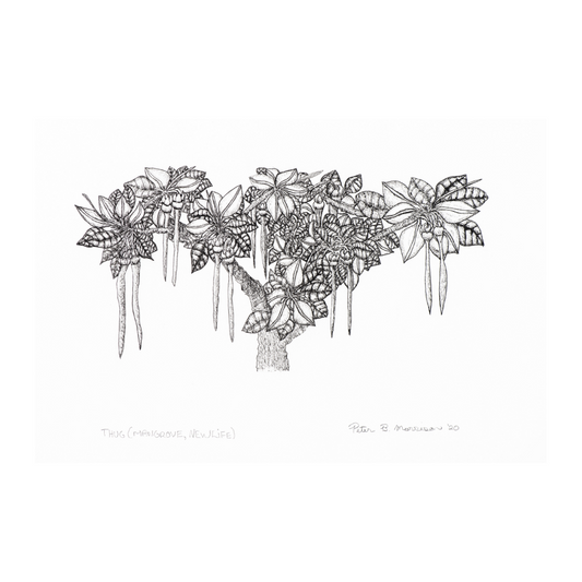 PETER B MORRISON | 'Thag' (Mangrove, New Life) Drawing | Pen and ink on archival paper