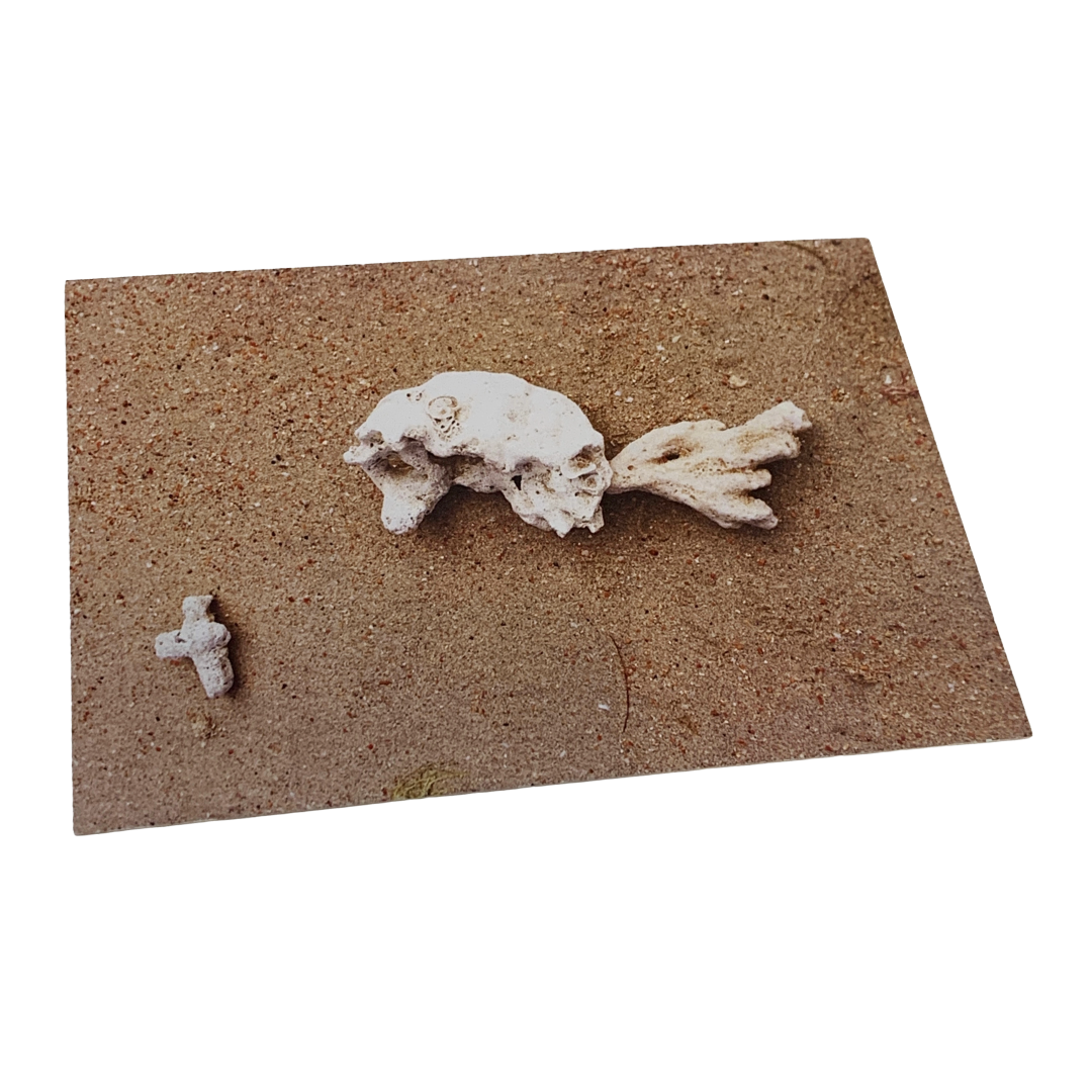 MONSOON PUBLISHING | ‘From the Beach’ Artist Postcard Pack | Ann Thomson | 2024 | Postcards in box