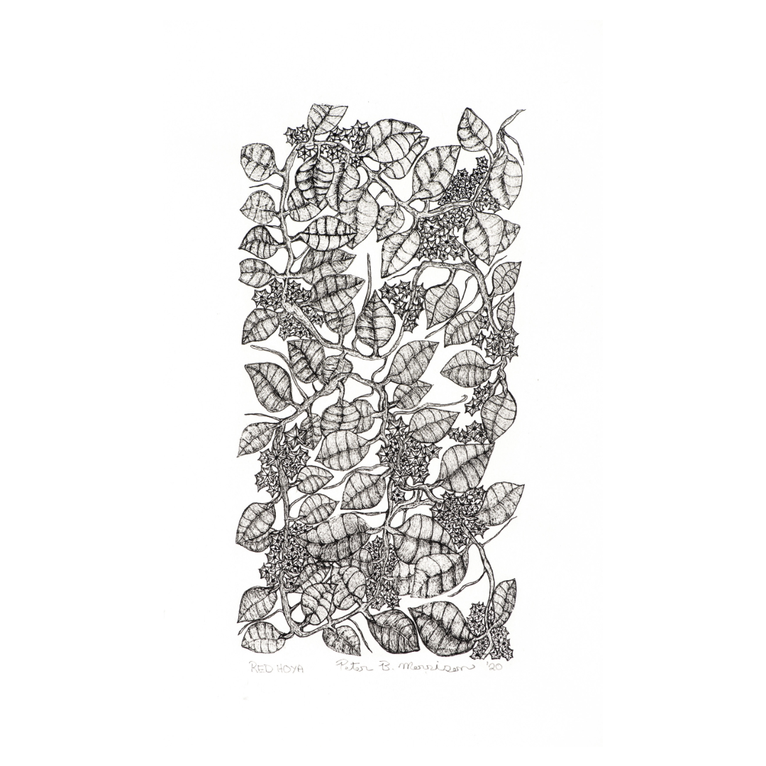 PETER B MORRSION | 'Red Hoya' Drawing | Pen and ink on archival paper
