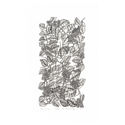 PETER B MORRSION | 'Red Hoya' Drawing | Pen and ink on archival paper